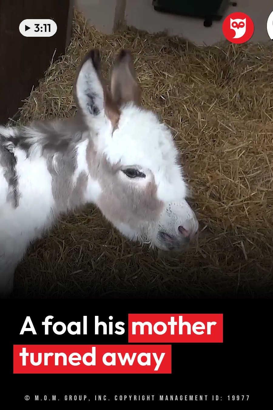 A young donkey with white and gray fur lies on straw bedding inside a barn stall. A headline runs in white letters across the lower third.