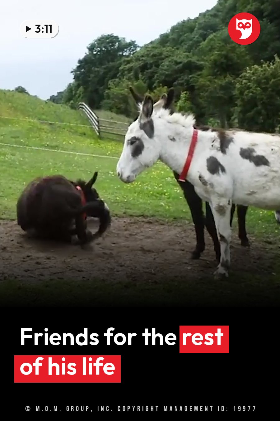 Two donkeys by a muddy patch. One lies down while the other stands and watches, head turned. A headline runs in white letters across the lower third.
