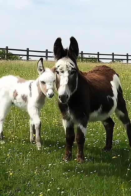 Two donkeys with brown and white markings and a juvenile predominantly white one stand in a grassy field enclosed by a wooden fence under a clear blue sky, suggesting daytime during spring or summer.