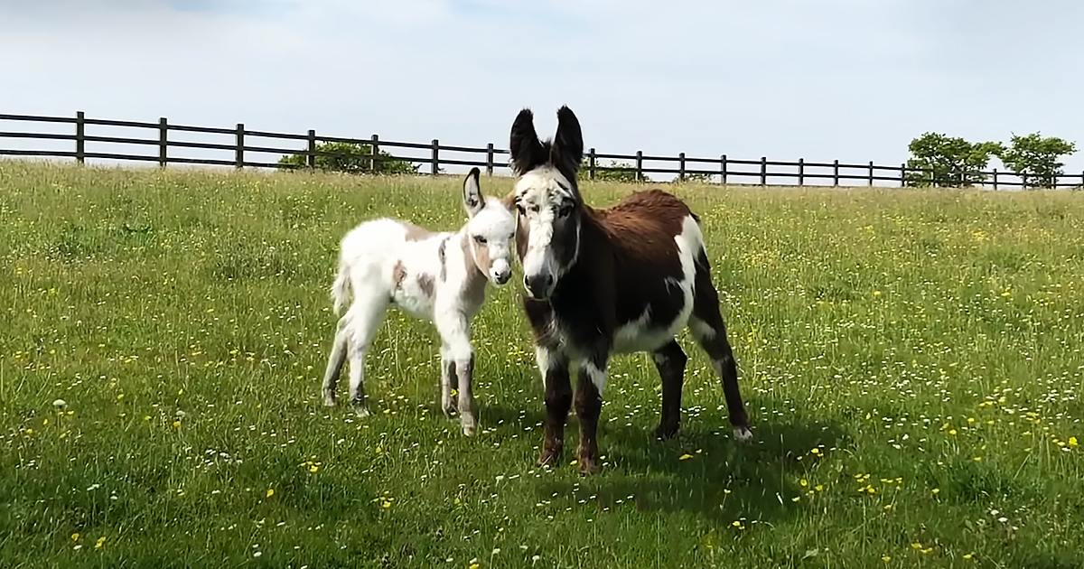 Two donkeys with brown and white markings and a juvenile predominantly white one stand in a grassy field enclosed by a wooden fence under a clear blue sky, suggesting daytime during spring or summer.