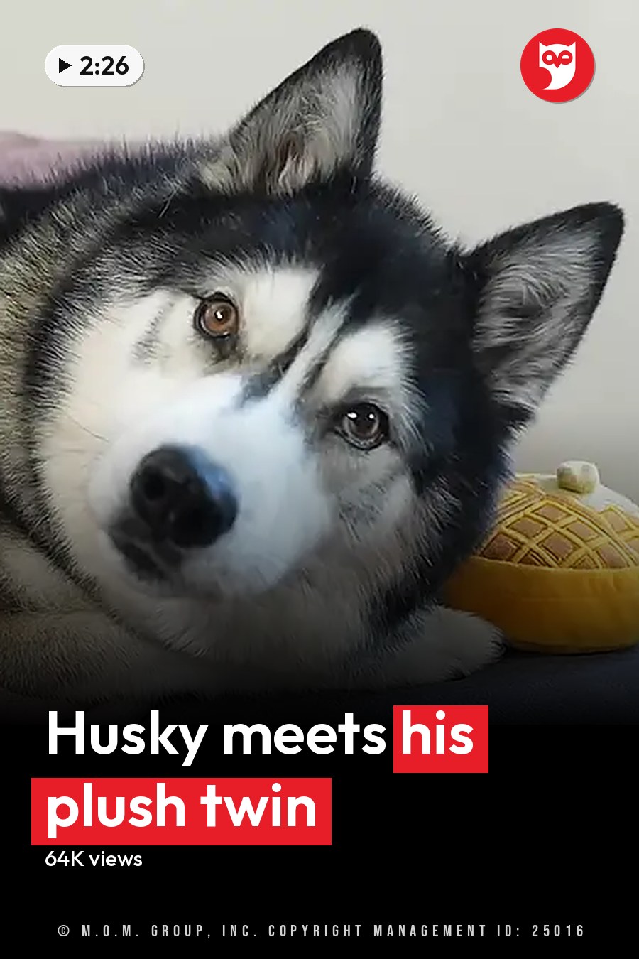 A Siberian Husky lying indoors with plush toys around it. The headline runs in white letters across the lower third.