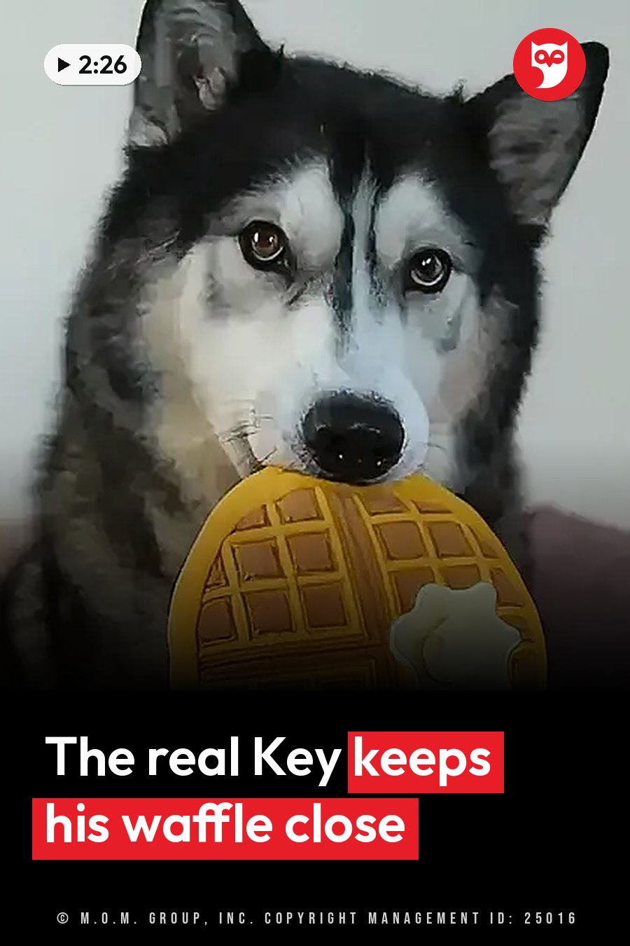 A husky sits holding a waffle-shaped plush toy with cream-colored topping in his mouth. A headline runs in white letters across the lower third.