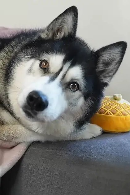 A Siberian Husky lying indoors with plush toys around it.