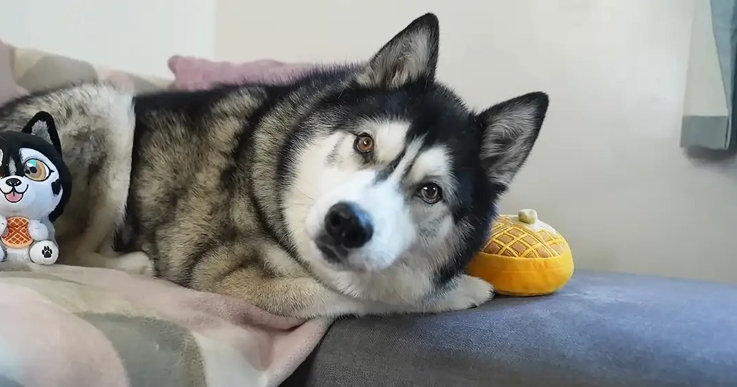 A Siberian Husky lying indoors with plush toys around it.