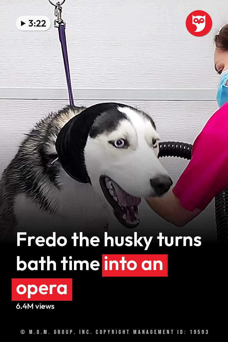 An adult Siberian Husky with white and gray fur being groomed in a professional indoor salon by an adult female wearing a pink shirt, black mesh panels, face mask, and black earmuffs. The headline runs in white letters across the lower third.