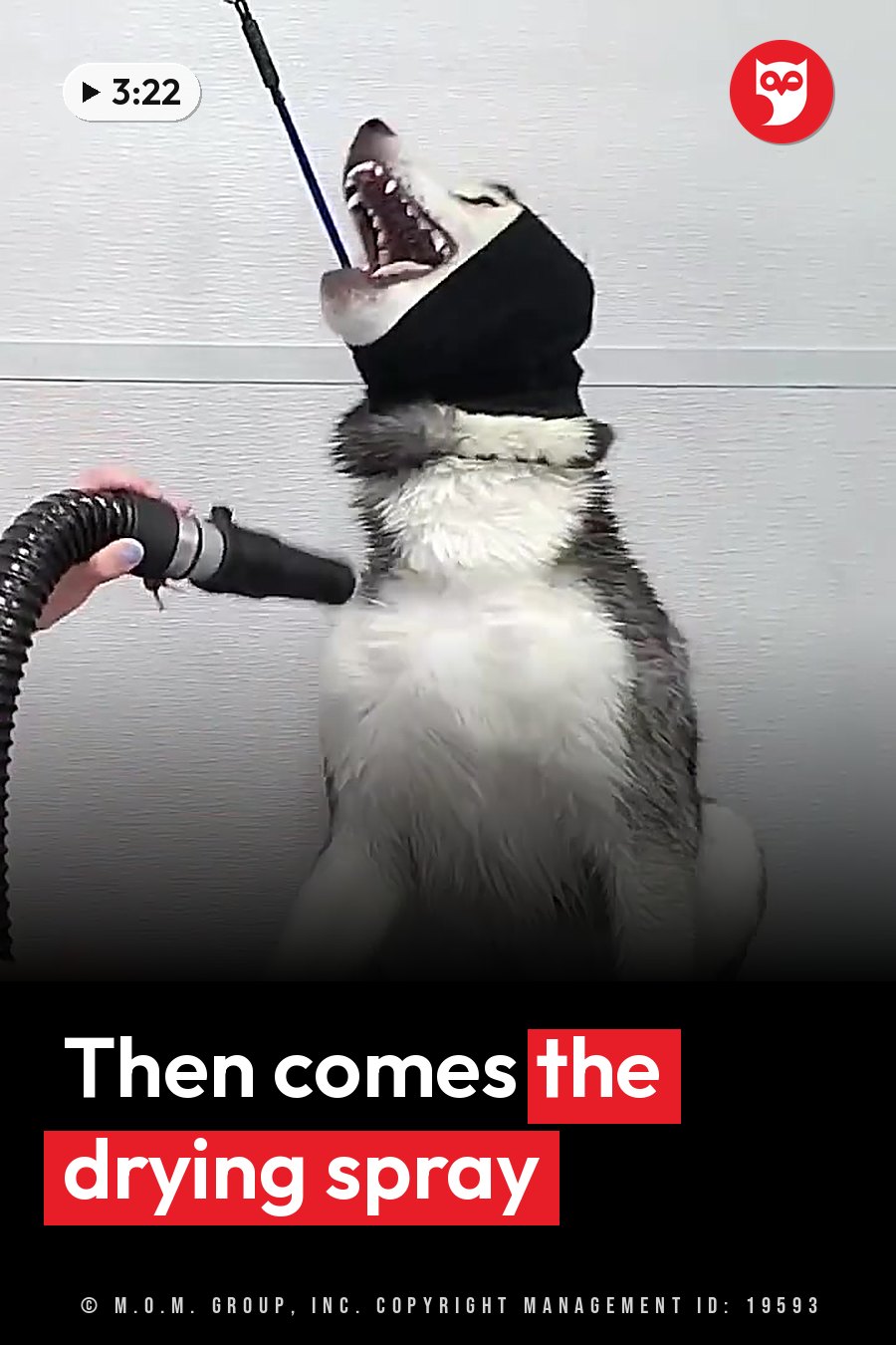 A husky with a black muzzle cover opens his mouth while a person holds him and uses a hose-like tool. A headline runs in white letters across the lower third.