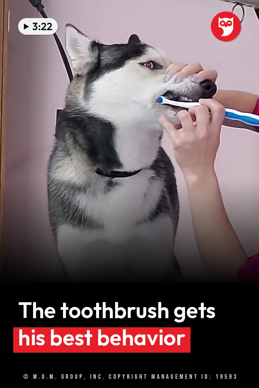 A person brushes a husky's teeth with a toothbrush while gently holding the dog's muzzle. A headline runs in white letters across the lower third.