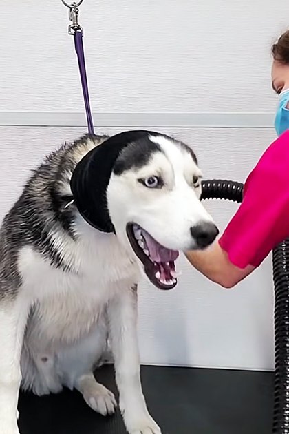 An adult Siberian Husky with white and gray fur being groomed in a professional indoor salon by an adult female wearing a pink shirt, black mesh panels, face mask, and black earmuffs.