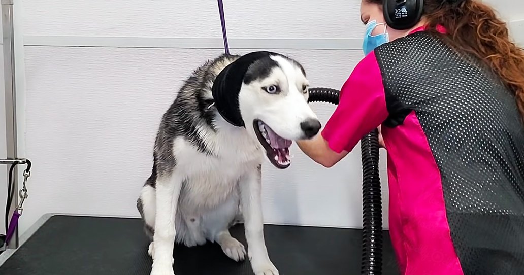 An adult Siberian Husky with white and gray fur being groomed in a professional indoor salon by an adult female wearing a pink shirt, black mesh panels, face mask, and black earmuffs.