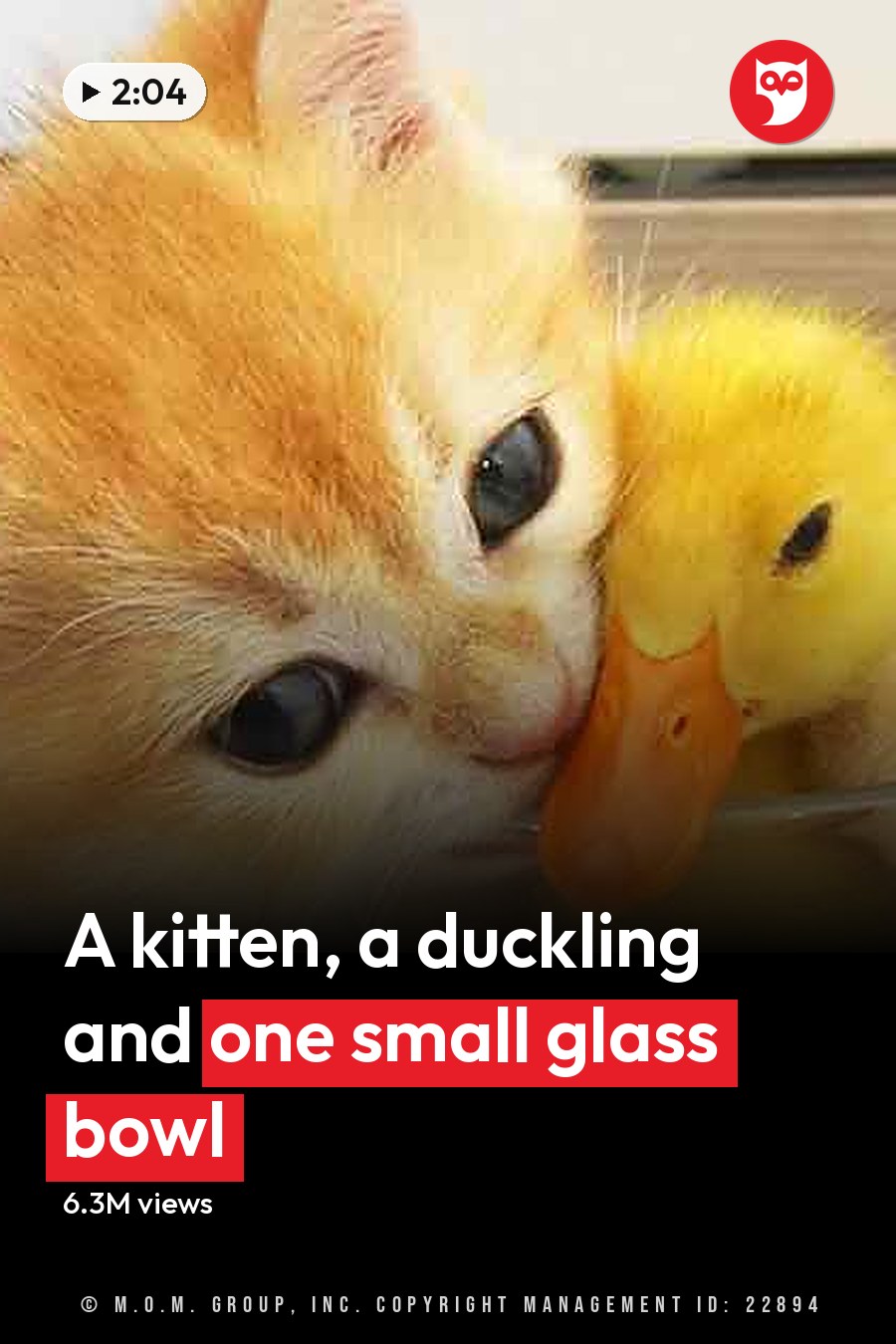 A kitten, likely a tabby domestic cat under 6 months old with orange and white fur, interacts playfully with a juvenile yellow-domed duckling in a glass bowl indoors. The setting appears to be on a windowsill with natural light filtering through. The headline runs in white letters across the lower third.