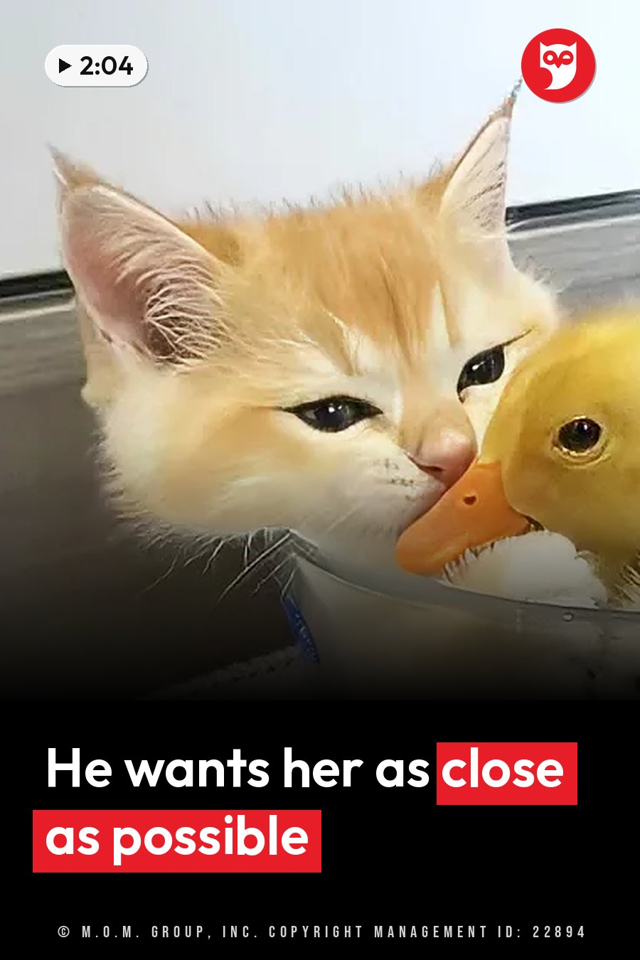 An orange kitten presses his face against a small yellow duckling inside a clear glass bowl. A headline runs in white letters across the lower third.