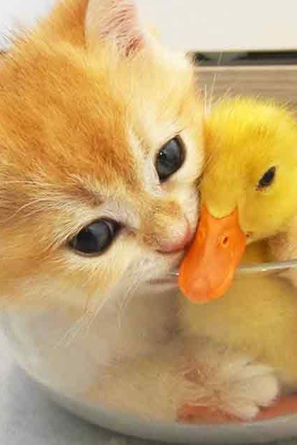 A kitten, likely a tabby domestic cat under 6 months old with orange and white fur, interacts playfully with a juvenile yellow-domed duckling in a glass bowl indoors. The setting appears to be on a windowsill with natural light filtering through.