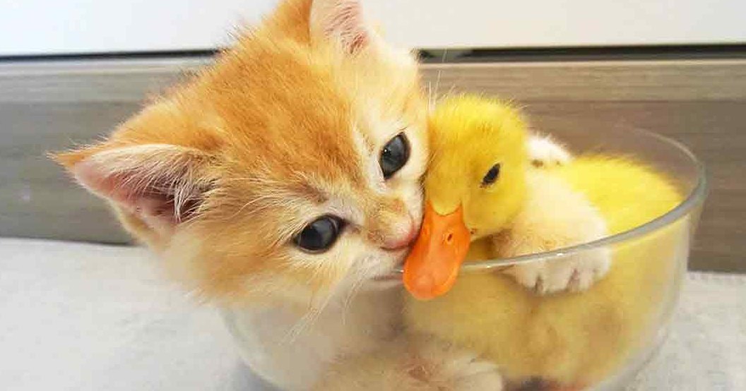 A kitten, likely a tabby domestic cat under 6 months old with orange and white fur, interacts playfully with a juvenile yellow-domed duckling in a glass bowl indoors. The setting appears to be on a windowsill with natural light filtering through.