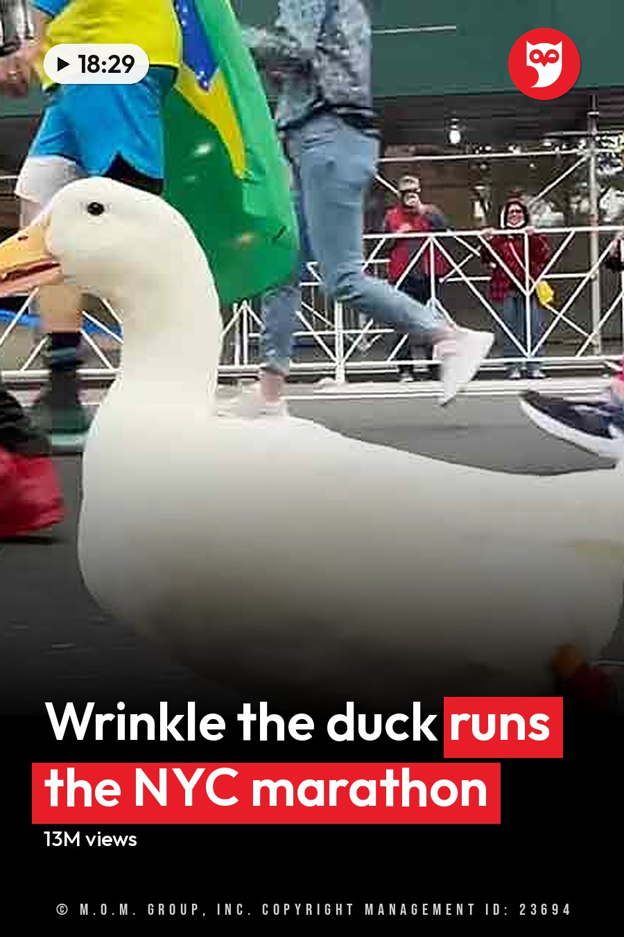 A domestic duck wearing red shoes stands on a paved street during an urban marathon event with yellowing trees indicating autumn season. The headline runs in white letters across the lower third.
