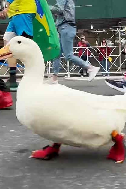 A domestic duck wearing red shoes stands on a paved street during an urban marathon event with yellowing trees indicating autumn season.