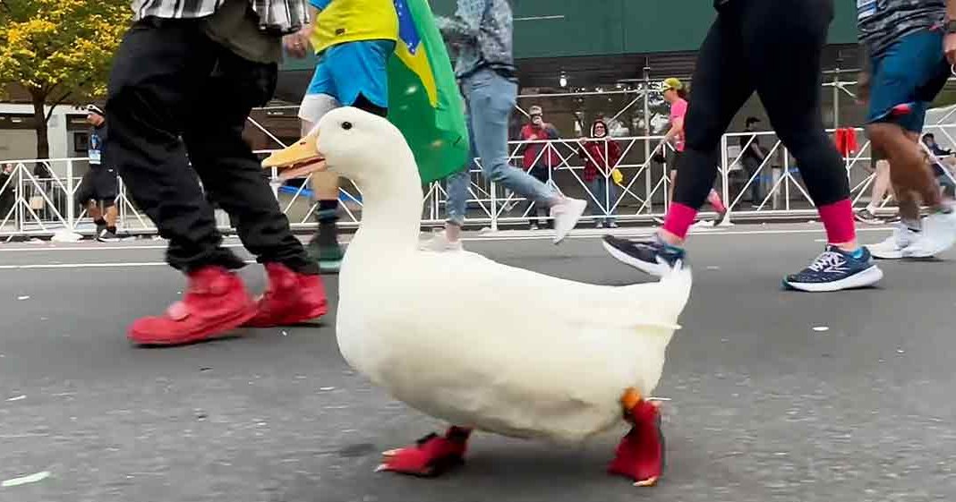 A domestic duck wearing red shoes stands on a paved street during an urban marathon event with yellowing trees indicating autumn season.