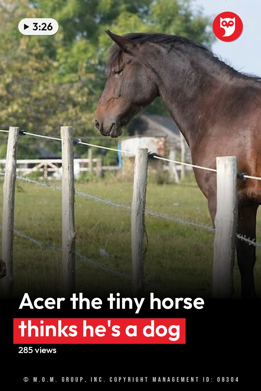 A woman interacts with two horses in a rural farm setting during spring or summer, under bright daylight. The headline runs in white letters across the lower third.