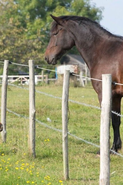 A woman interacts with two horses in a rural farm setting during spring or summer, under bright daylight.