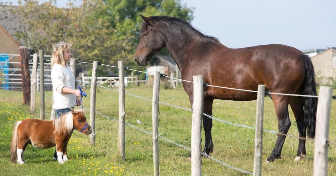 A woman interacts with two horses in a rural farm setting during spring or summer, under bright daylight.