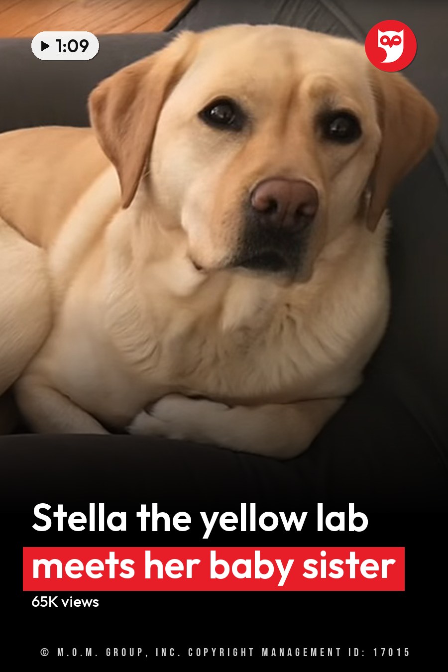 A yellow Labrador Retriever dog sits on a dark-colored armchair, with an infant sleeping in a bassinet nearby under natural light indoors. The headline runs in white letters across the lower third.
