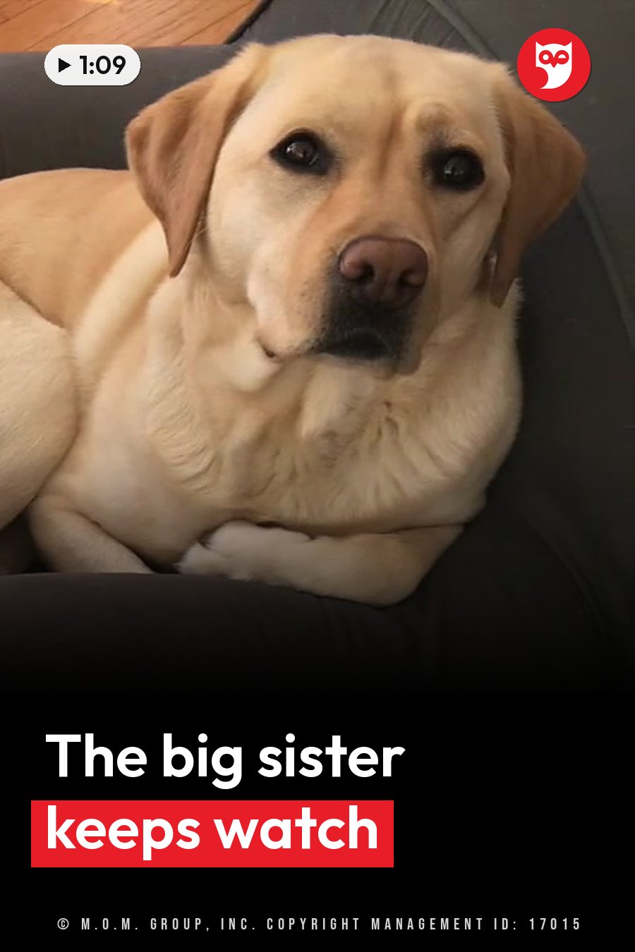 A yellow Labrador rests on a dark couch, looking ahead with her head tilted slightly. A headline runs in white letters across the lower third.