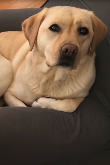A yellow Labrador Retriever dog sits on a dark-colored armchair, with an infant sleeping in a bassinet nearby under natural light indoors.