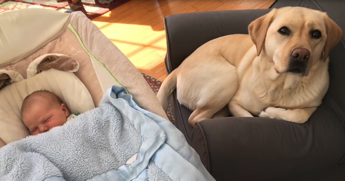 A yellow Labrador Retriever dog sits on a dark-colored armchair, with an infant sleeping in a bassinet nearby under natural light indoors.