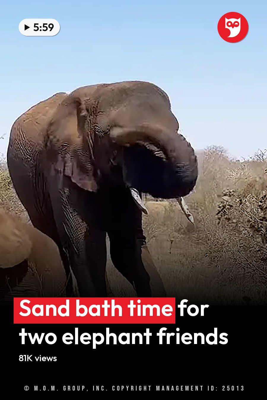 A group of African elephants in a savanna landscape with dry grasses and sparse trees under a clear blue sky, likely midday. The headline runs in white letters across the lower third.