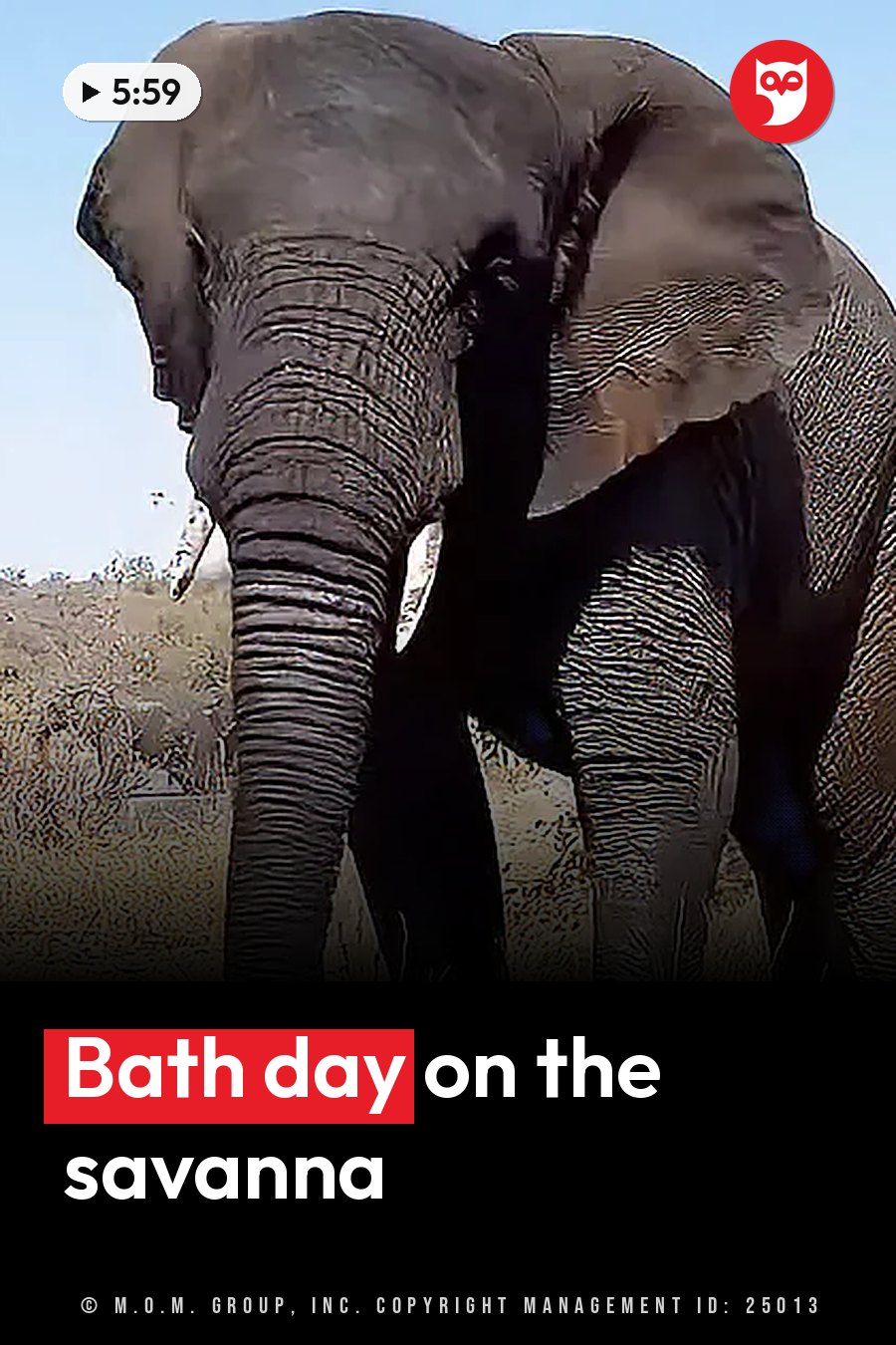 A large elephant stands close to the camera with its trunk lowered in a dry, grassy field under a clear sky. A headline runs in white letters across the lower third.
