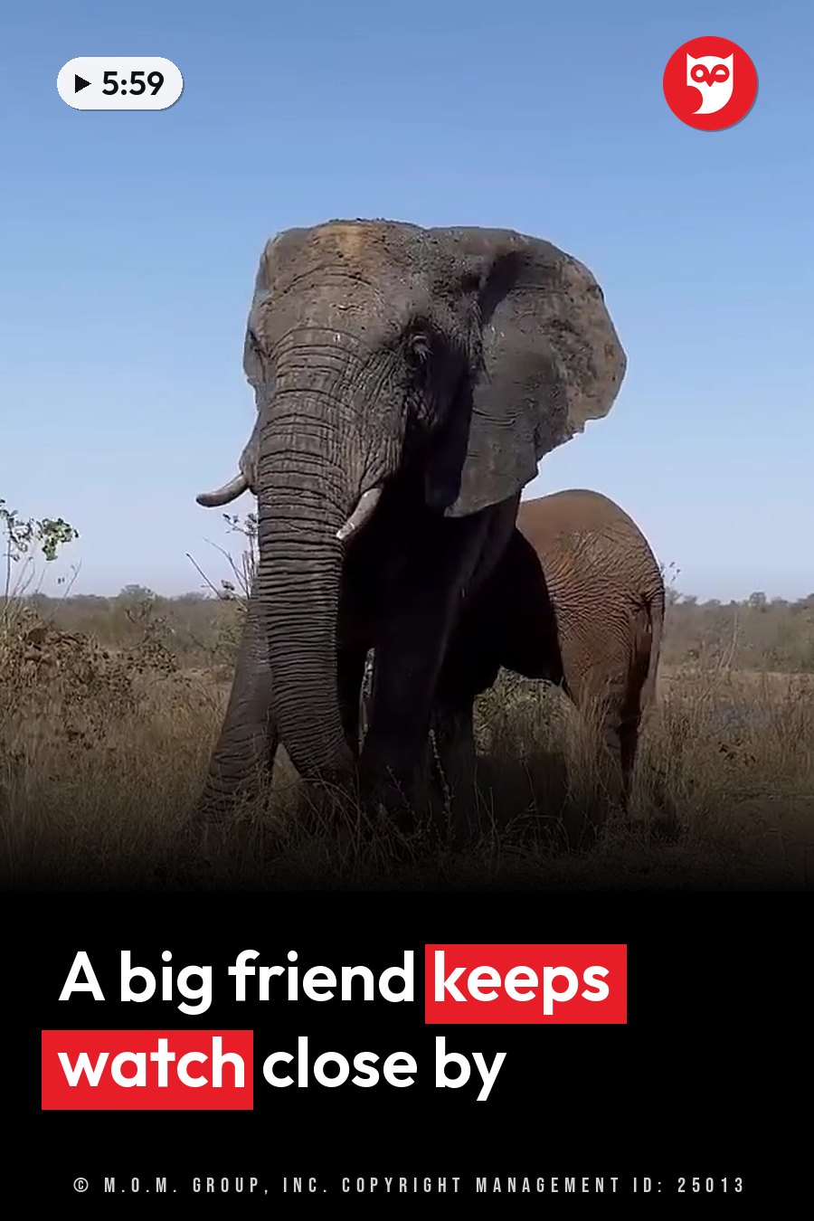 An adult elephant stands in dry grass under a clear blue sky with its trunk lowered. A headline runs in white letters across the lower third.