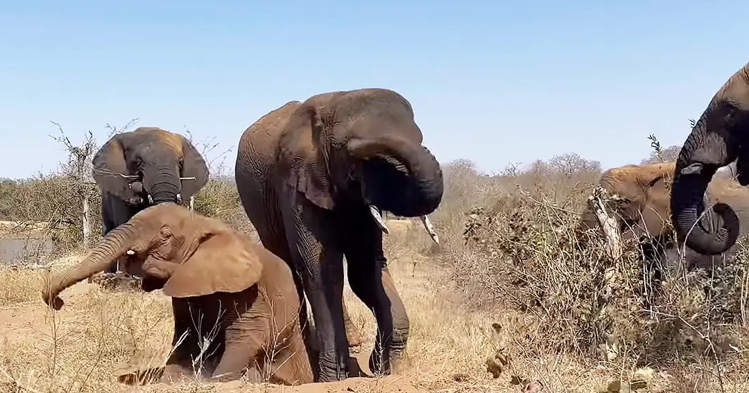 A group of African elephants in a savanna landscape with dry grasses and sparse trees under a clear blue sky, likely midday.