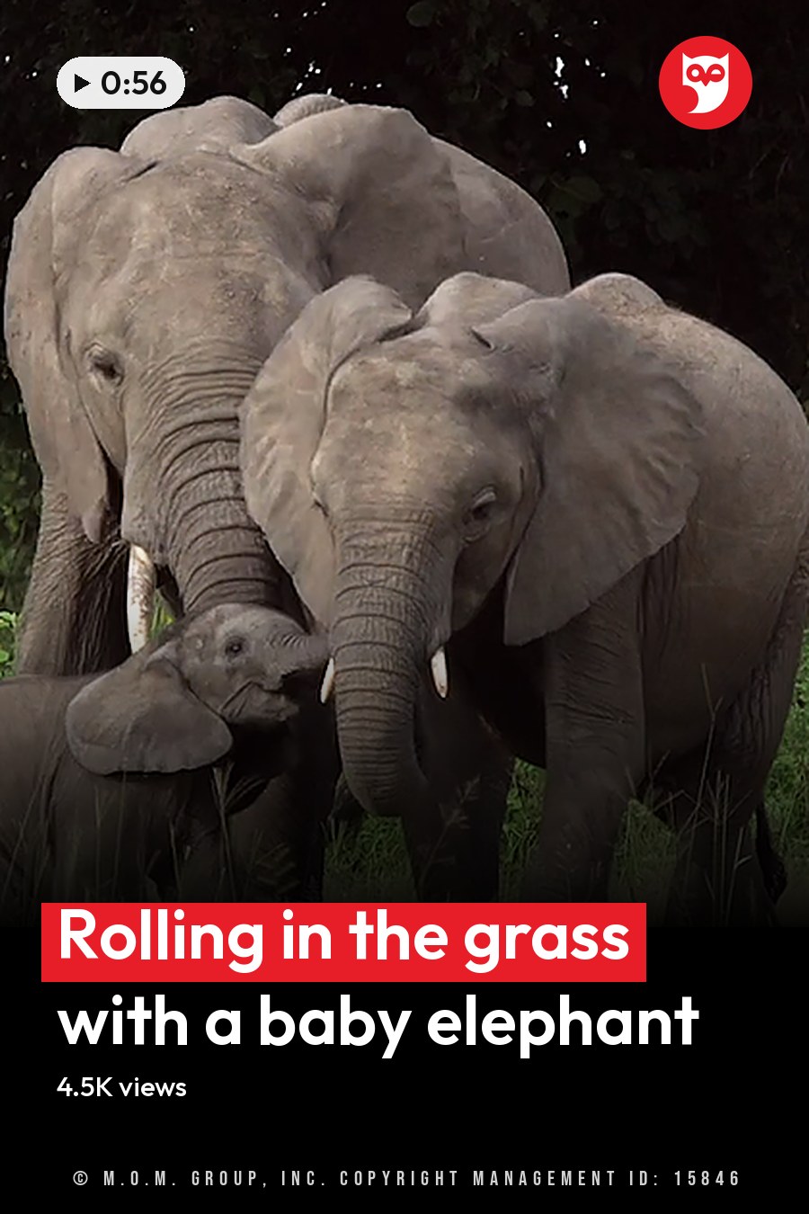 African elephant family with a juvenile and two white birds in a grassy field with trees and shrubs during spring or summer midday light. The headline runs in white letters across the lower third.