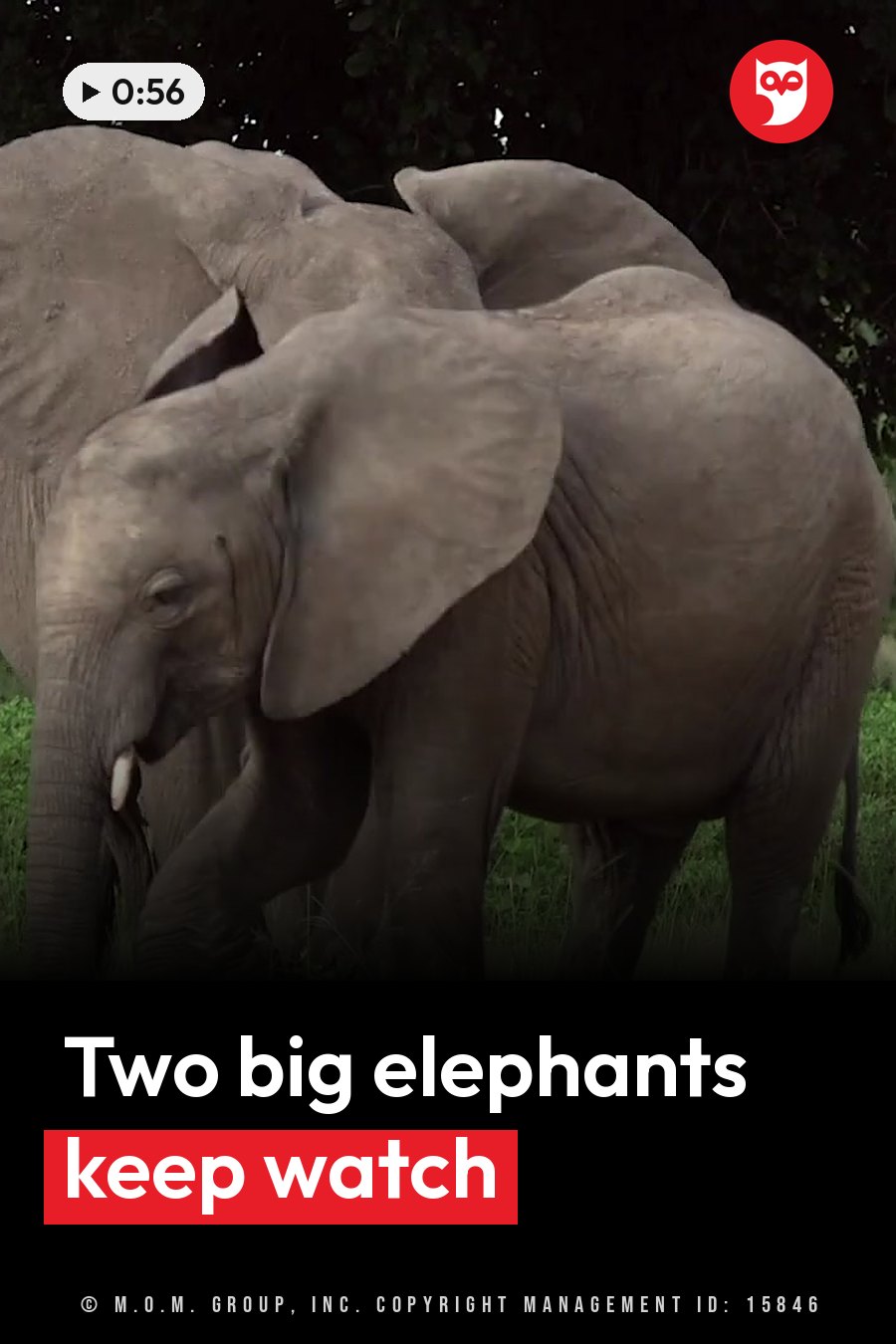 Two elephants stand close together in a grassy area with trees behind them. A headline runs in white letters across the lower third.