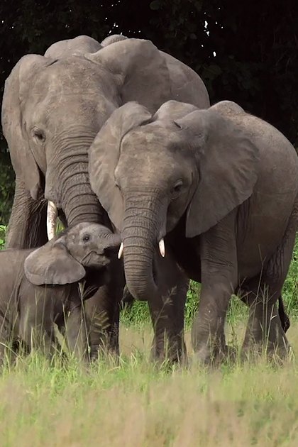 African elephant family with a juvenile and two white birds in a grassy field with trees and shrubs during spring or summer midday light.