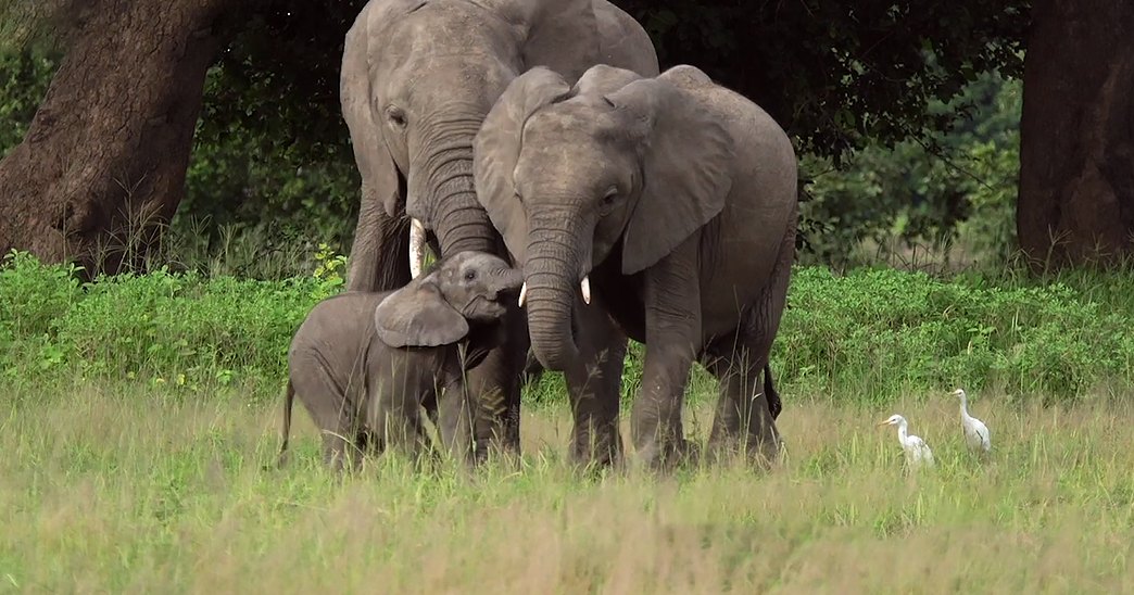 African elephant family with a juvenile and two white birds in a grassy field with trees and shrubs during spring or summer midday light.