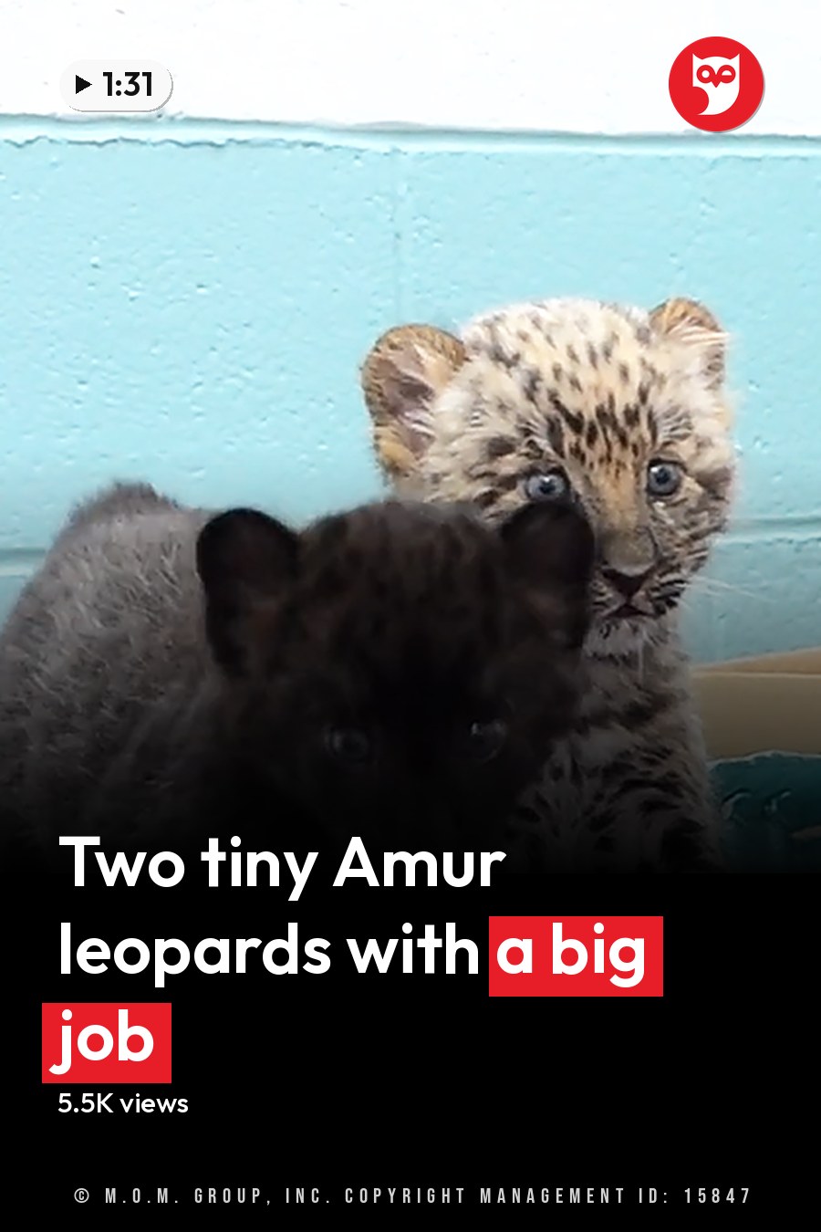 Two juvenile baby leopards with dark fur and lighter spots in a care facility setting, surrounded by cardboard boxes and a purple blanket. The headline runs in white letters across the lower third.
