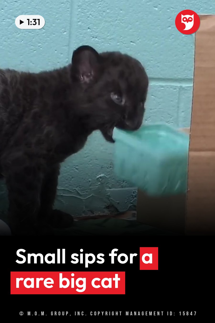 A dark leopard cub drinks from a green plastic container next to a cardboard box by a light blue wall. A headline runs in white letters across the lower third.