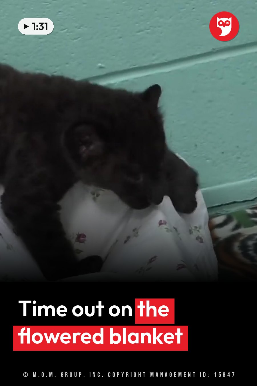 A dark leopard cub lies on floral-patterned fabric near a green wall. A headline runs in white letters across the lower third.