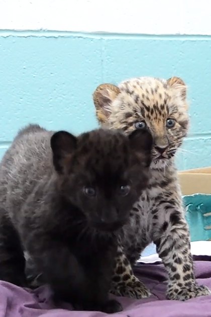 Two juvenile baby leopards with dark fur and lighter spots in a care facility setting, surrounded by cardboard boxes and a purple blanket.
