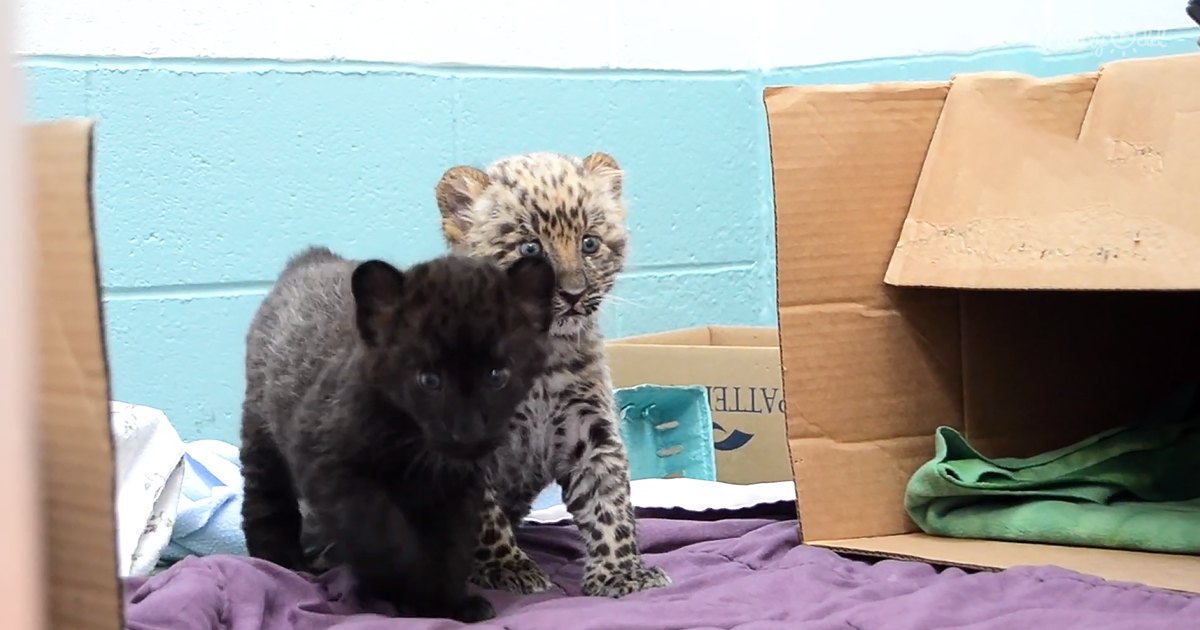 Two juvenile baby leopards with dark fur and lighter spots in a care facility setting, surrounded by cardboard boxes and a purple blanket.