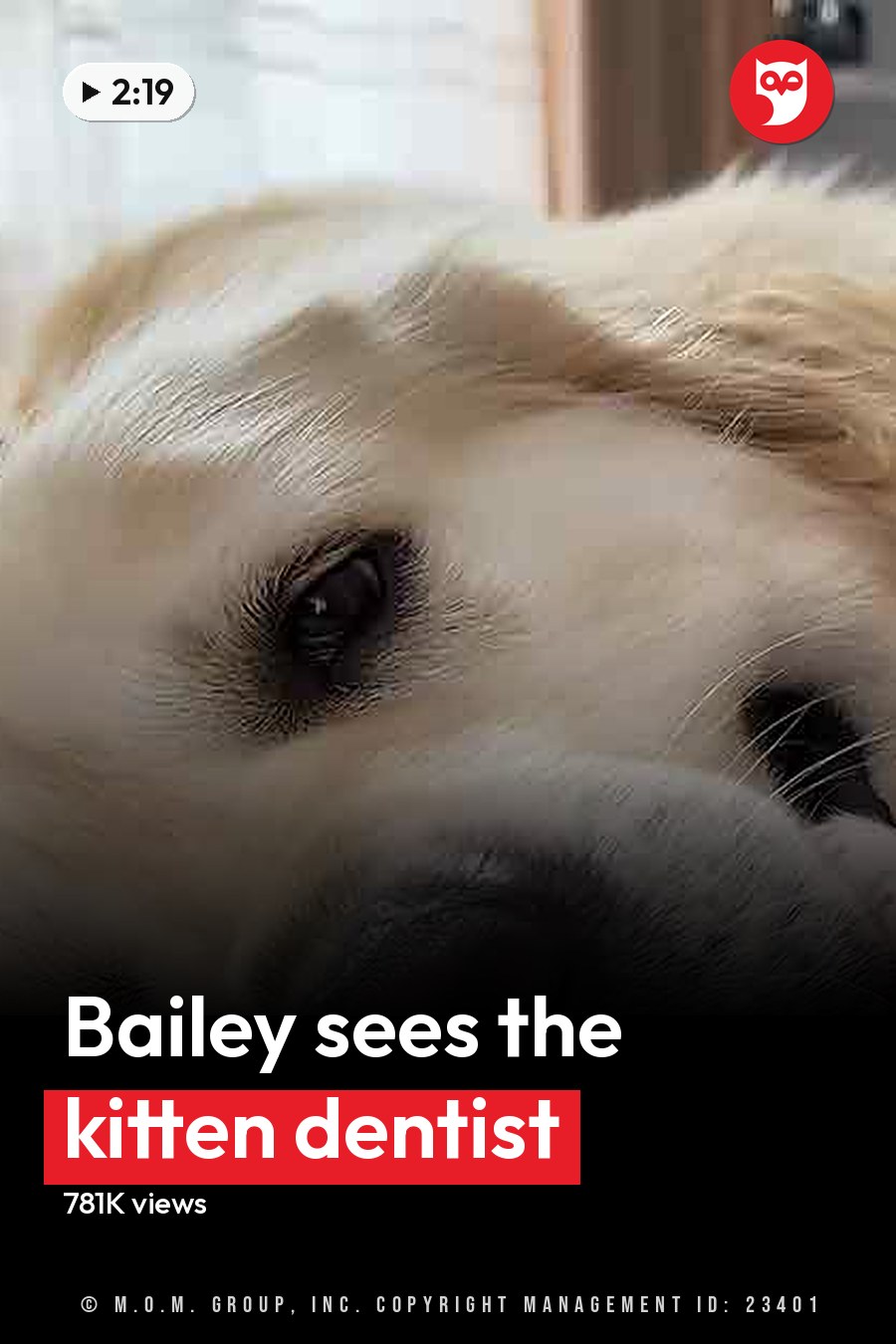 A Golden Retriever dog and a tabby kitten rest together on soft bedding, surrounded by indoor decor with natural light streaming in. The headline runs in white letters across the lower third.