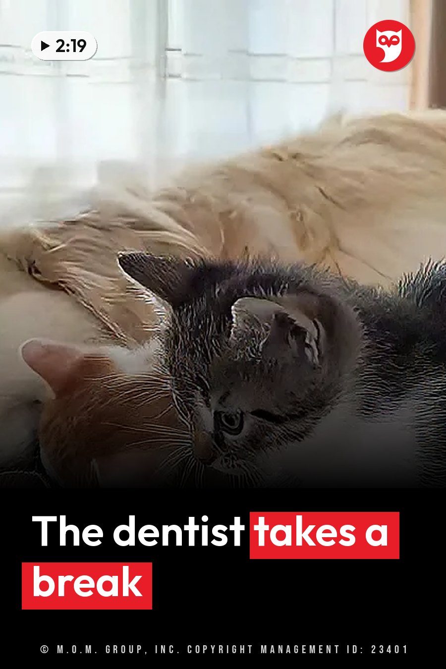 An orange tabby kitten and a gray kitten with white markings lie close together on a soft surface. A headline runs in white letters across the lower third.