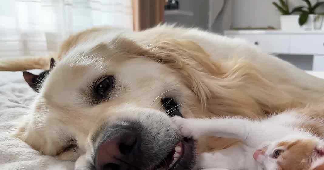 A Golden Retriever dog and a tabby kitten rest together on soft bedding, surrounded by indoor decor with natural light streaming in.