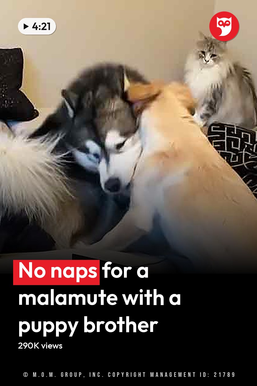 Two dogs, including a husky and a golden retriever, interacting with a long-haired cat in a cozy living room setting filled with home decor items like cushions and throw pillows. The headline runs in white letters across the lower third.
