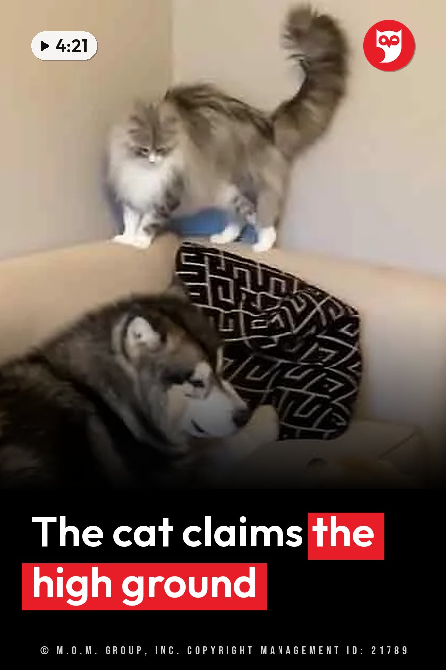 A fluffy cat stands on a couch next to a large dog lying down beside a patterned blanket. A headline runs in white letters across the lower third.