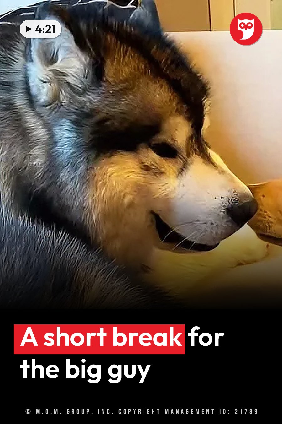 A large dog with thick fur rests its head with its eyes closed, as if asleep. A headline runs in white letters across the lower third.