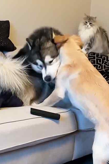 Two dogs, including a husky and a golden retriever, interacting with a long-haired cat in a cozy living room setting filled with home decor items like cushions and throw pillows.