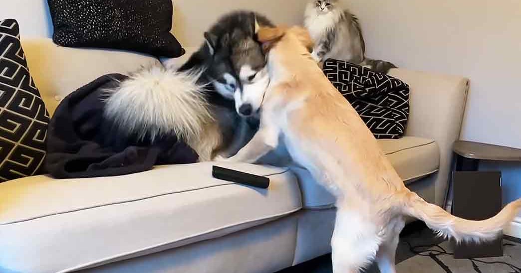 Two dogs, including a husky and a golden retriever, interacting with a long-haired cat in a cozy living room setting filled with home decor items like cushions and throw pillows.