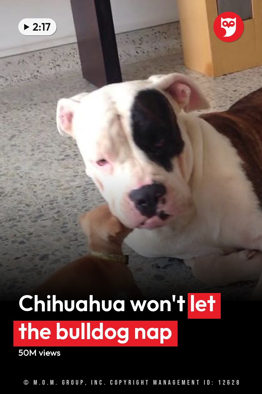 A large American Bulldog with white and brown fur, a small chihuahua with light brown fur, indoors on speckled terrazzo floor. The headline runs in white letters across the lower third.