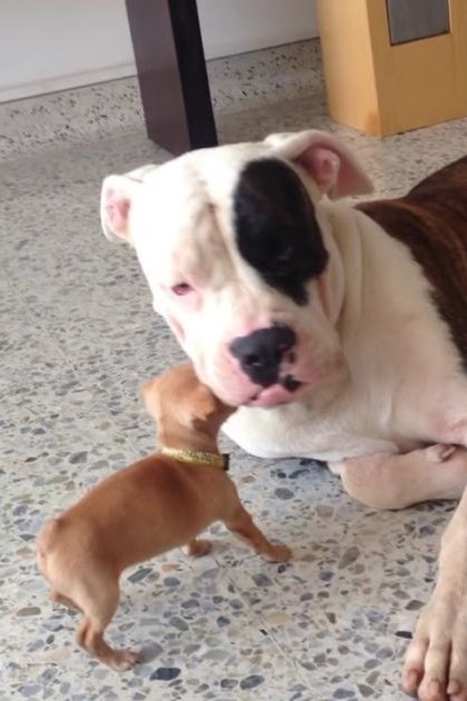A large American Bulldog with white and brown fur, a small chihuahua with light brown fur, indoors on speckled terrazzo floor.